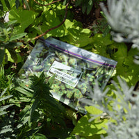 V Syndicate Glass Rollin' Tray Pound Bag Glass Rollin' Tray